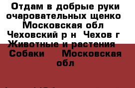 Отдам в добрые руки очаровательных щенко - Московская обл., Чеховский р-н, Чехов г. Животные и растения » Собаки   . Московская обл.